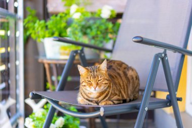 Balkonda oynarken, kendini yıkama, Uykulu veya oynak duygu güzel bengal kedisi. Küçük kaplan.