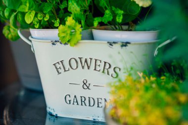 Güzel çiçek ve Bahçe pot. Şaşırtıcı bitkiler doğa süslemeleri. 