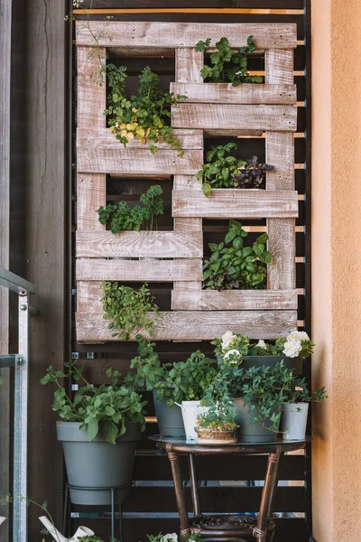 Yeşil çim ve bitki ve ahşap palet dekorasyon kahverengi ahşap duvar üzerinde.