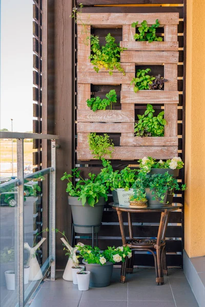 Césped Verde Decoración Paletas Plantas Madera Pared Madera Marrón — Foto de Stock