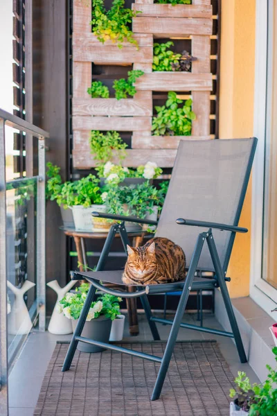 Beau Chat Bengale Jouant Sur Balcon Lavant Sentant Endormi Ludique — Photo