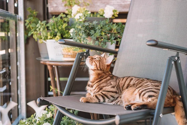 Krásných Bengálsko Kočka Hraje Balkóně Omytím Pocit Ospalosti Nebo Hravé — Stock fotografie