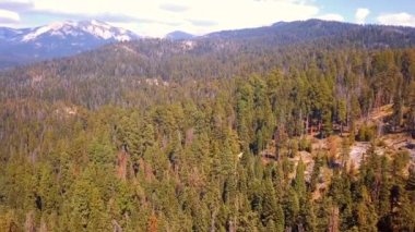 Yukarıdan Sequoia National park orman California havadan görünümü.