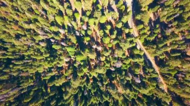 Yukarıdan Sequoia National park orman California havadan görünümü.