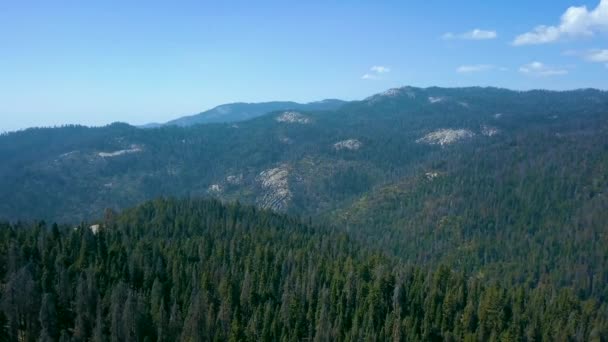 Luftaufnahme Des Mammutbaum Nationalpark Waldes Von Oben Kalifornien — Stockvideo