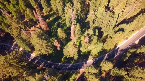 Vista Aérea Del Bosque Del Parque Nacional Sequoia Desde Arriba — Vídeos de Stock