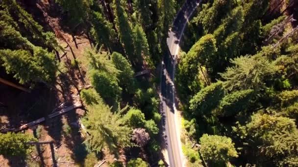 Vista Aérea Del Bosque Del Parque Nacional Sequoia Desde Arriba — Vídeo de stock