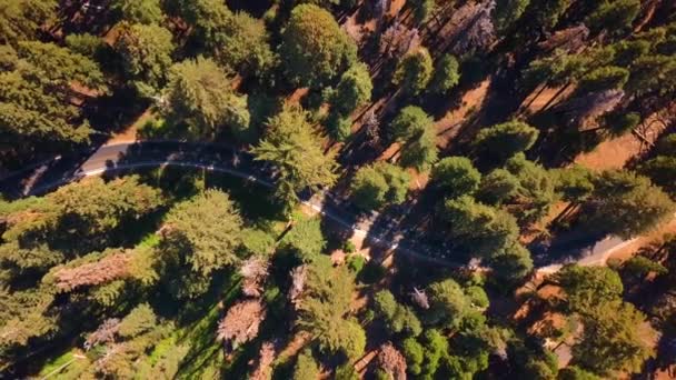 Luchtfoto Van Het Sequoia National Park Bos Van Bovenaf Californië — Stockvideo