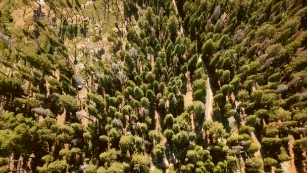 Luchtfoto Van Het Sequoia National Park Bos Van Bovenaf Californië — Stockvideo
