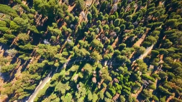 Vista Aérea Del Bosque Del Parque Nacional Sequoia Desde Arriba — Vídeos de Stock