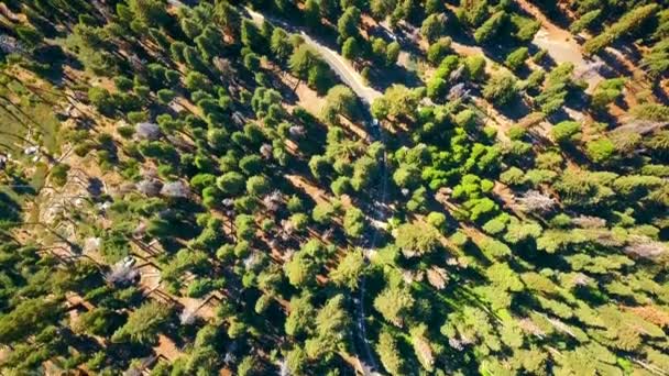 Légi Felvétel Sequoia Nemzeti Park Erdő Felülről Kaliforniában — Stock videók
