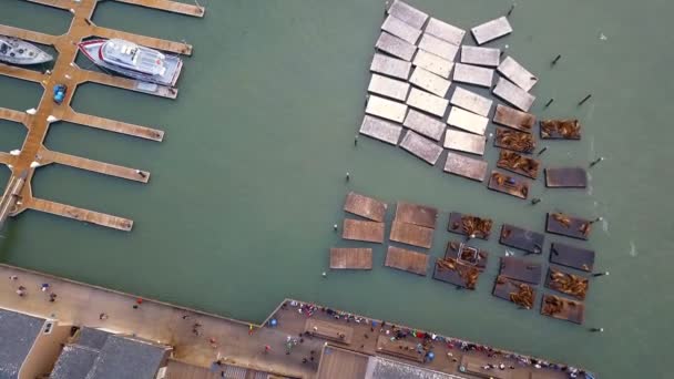 Szép Légi Felvétel Pier San Francisco Ban Egy Vidámpark Oroszlánfókák — Stock videók