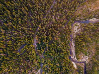 Vahşi sequoia orman manzara dron fotoğraflandı. Avrupa Orman ve çayır havadan görünümü.