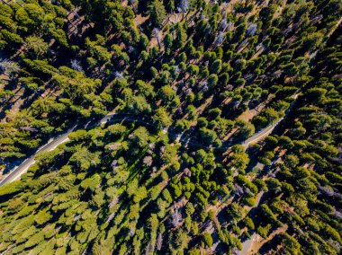 Yeşil ağaçlar ve bir yol üzerinden gidiyor dolu yeşil Sequoia ormanın havadan görünümü. 