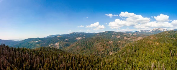 Paisagem Florestal Sequoia Selvagem Fotografada Partir Drone Vista Aérea Floresta — Fotografia de Stock