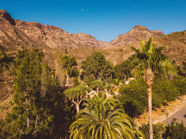 Gran Canaria Vue Sur Nature Avec Des Falaises Palmiers Ciel — Photo