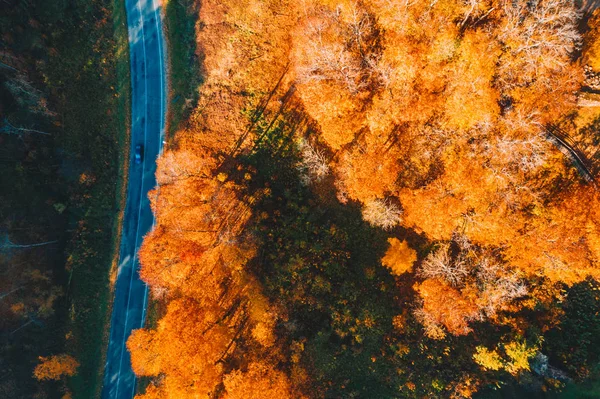 Sonbahar Turuncu Ormana Yalnız Yol Altın Sonbahar Yol — Stok fotoğraf