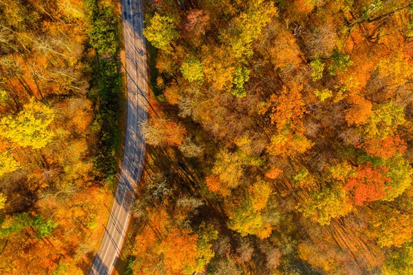 Lonely road through the orange autumn forest. Golden autumn road.