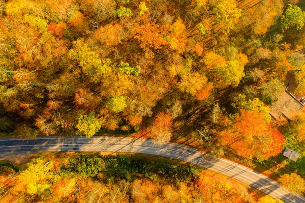Lonely road through the orange autumn forest. Golden autumn road.