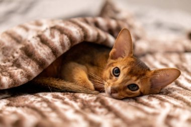 Battaniyenin altında uyuyan sevimli Abyssinian bebek kedi