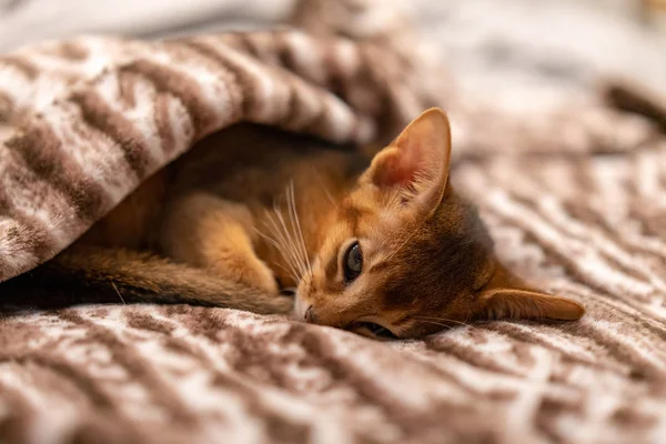 Χαριτωμένο Γάτα Αβυσσινιακού Μωρό Στον Ύπνο Κάτω Από Την Κουβέρτα — Φωτογραφία Αρχείου