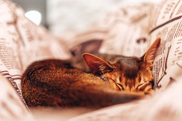 2018 ラトビア 枕で眠っているアビシニアン猫 — ストック写真