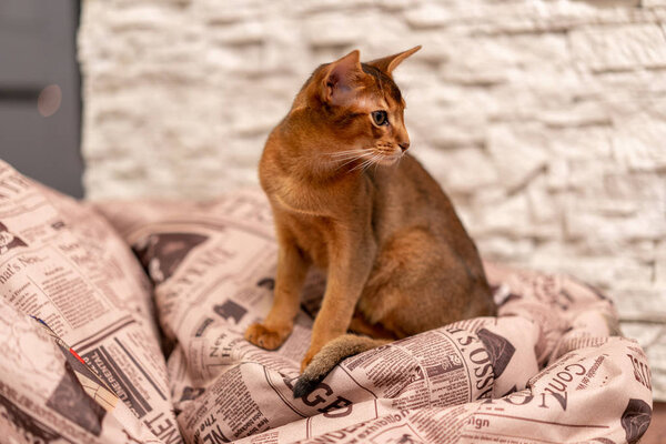 January 10, 2018. Riga, Latvia. Abyssinian cat playing on a huge pillow in a room chasing mouse. 