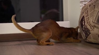 Habeş yerde fare takip bir odada oynayan kedi.