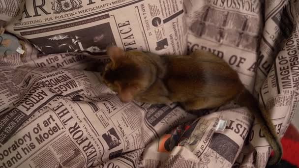 Ефіопська Кішка Гра Підлозі Кімнаті Карбування Миші — стокове відео