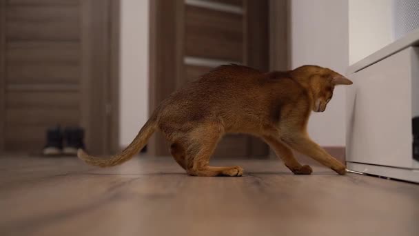 Абиссинская Кошка Играет Полу Комнате Преследуя Мышь — стоковое видео