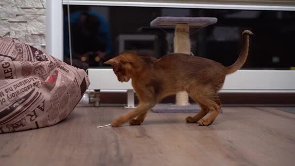 Abyssinian Kat Spelen Verdieping Een Kamer Jaagt Muis — Stockvideo