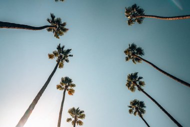Sıcak yaz gün boyunca güzel Los Angeles avuç içi. Yaz ruhu ve Kaliforniya'da vibes.