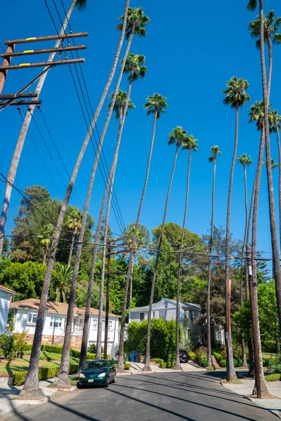 10 Haziran 2018. Los Angeles, Amerika Birleşik Devletleri. Hollywood bölgesinde cadde kenarındaki park. Arka planda uzun avuç içi.