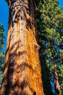 Kocaman sekoya ağacı Sequoia National park