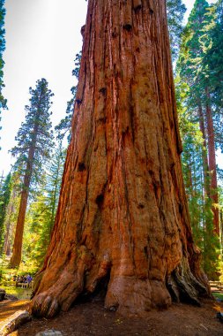Kocaman sekoya ağacı Sequoia National park