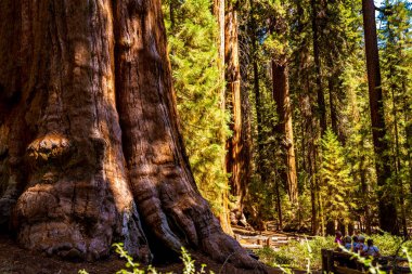 Kocaman sekoya ağacı Sequoia National park