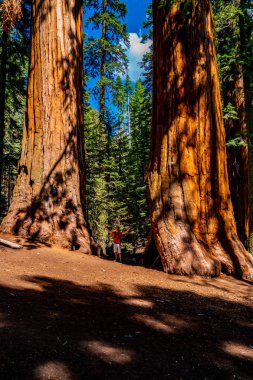 Genç dev sekoya ağacı Sequoia National Park tarafından ayakta adam. Küçük insan için çok büyük bir ağaç karşılaştırma.