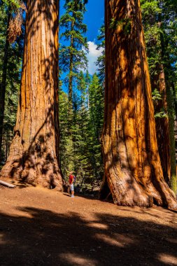 Genç dev sekoya ağacı Sequoia National Park tarafından ayakta adam. Küçük insan için çok büyük bir ağaç karşılaştırma.