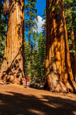 Genç dev sekoya ağacı Sequoia National Park tarafından ayakta adam. Küçük insan için çok büyük bir ağaç karşılaştırma.
