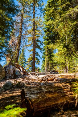 Güzel Yosemite Milli Parkı orman 