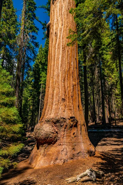 Enorme Albero Sequoia Nel Parco Nazionale Della Sequoia — Foto Stock