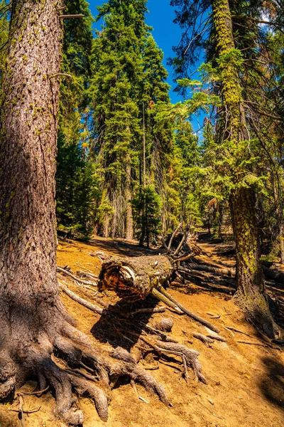 Obrovské Sequoia Strom Národním Parku Sequoia — Stock fotografie