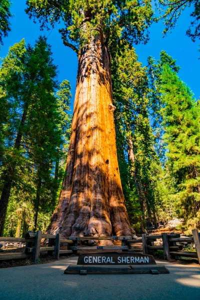 Генеральний Sherman Найбільших Дерев Світі Ємом Розташованому Тому Лісі Секвоядендрон — стокове фото