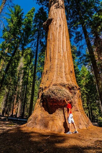Jeune Homme Debout Près Énorme Séquoia Dans Parc National Sequoia — Photo