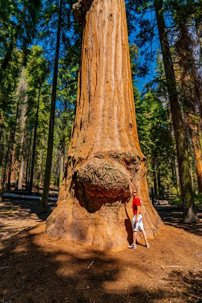 Молодой Человек Стоит Огромного Дерева Секвойи Национальном Парке Секвойя Крошечный — стоковое фото