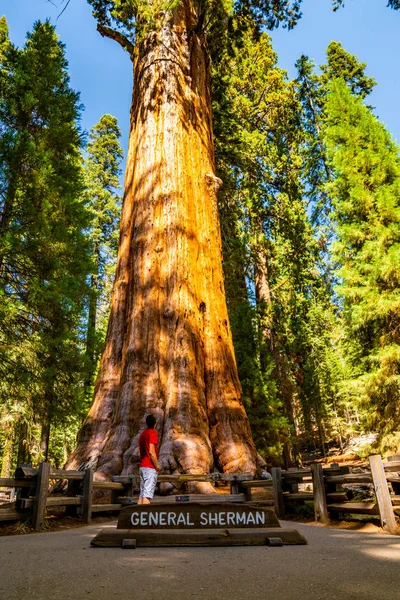 Молодой Человек Стоит Огромного Дерева Секвойи Национальном Парке Секвойя Крошечный — стоковое фото