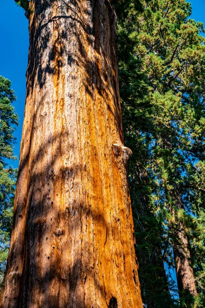 Obrovské Sequoia Strom Národním Parku Sequoia — Stock fotografie