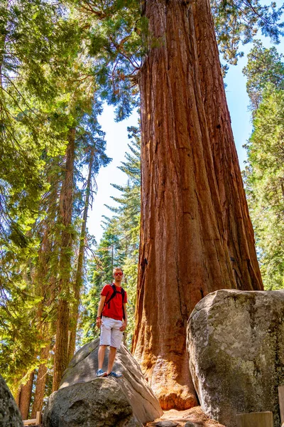 在红杉国家公园 年轻人站在巨大的红杉树旁 与一棵大树相比 微小的人类 — 图库照片