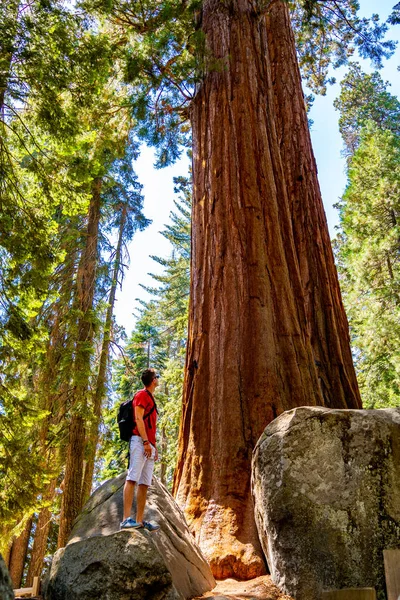 在红杉国家公园 年轻人站在巨大的红杉树旁 与一棵大树相比 微小的人类 — 图库照片