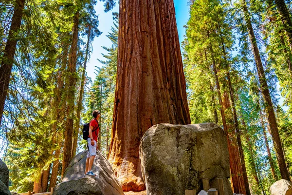 Młody Mężczyzna Stojący Przez Ogromne Sequoia Drzewo Parku Narodowego Sequoia — Zdjęcie stockowe